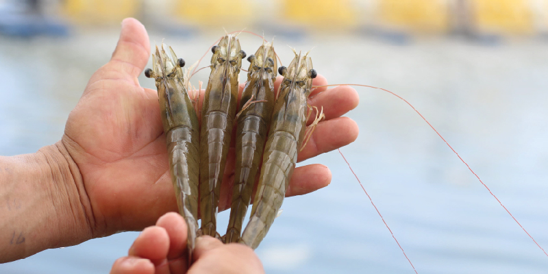 camaronera-galeria (1)