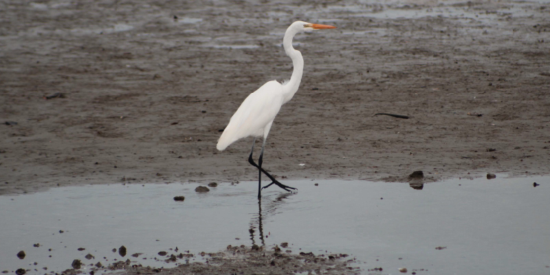 camaronera-galeria (11)