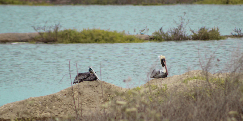 camaronera-galeria (13)