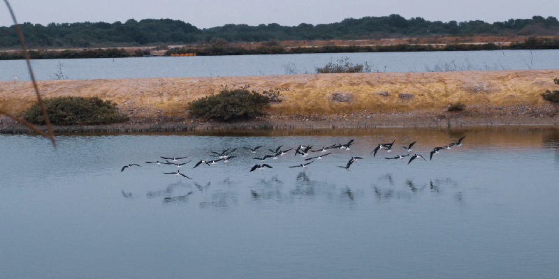 camaronera-galeria (15)