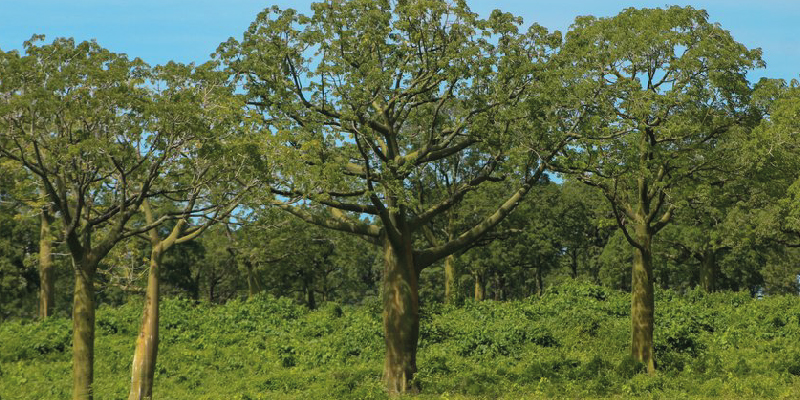 camaronera-galeria (17)