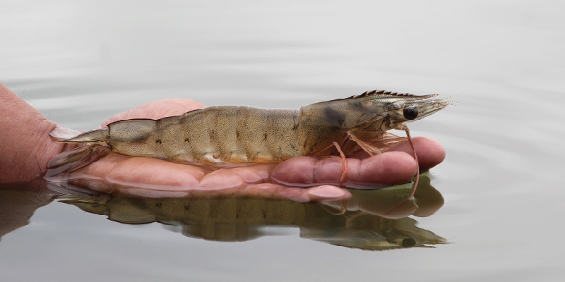 camaronera-galeria (2)