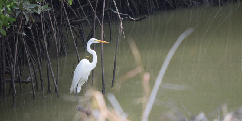 camaronera-galeria (20)