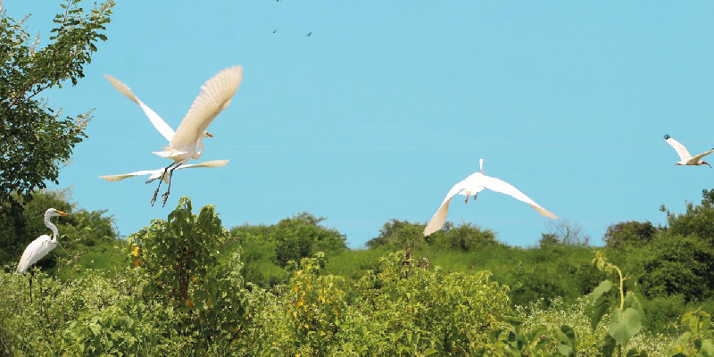 camaronera-galeria (27)