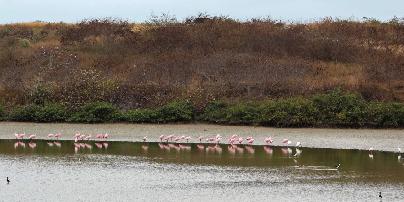 camaronera-galeria (28)