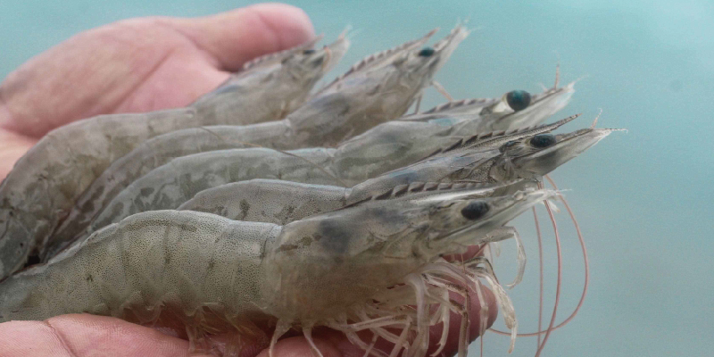 camaronera-galeria (4)